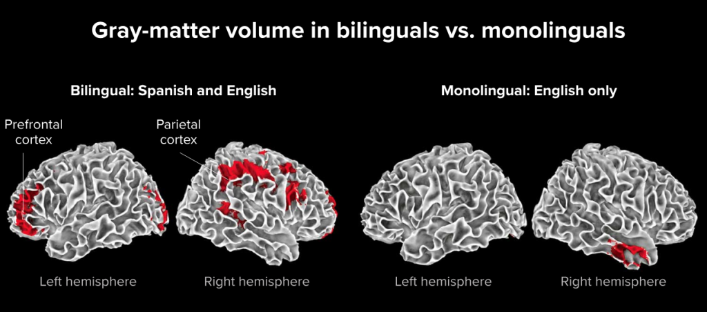So sánh bộ não sử dụng song ngữ so với bộ não sử dụng một ngôn ngữ